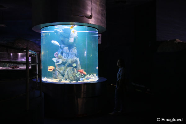 ตู้ปลาทะเล