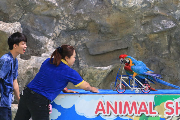 นกแก้วปั่นจักรยาน