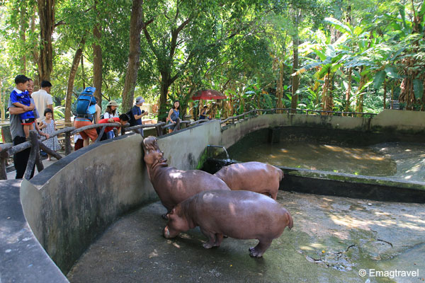 ฮิปโปโปเตมัส