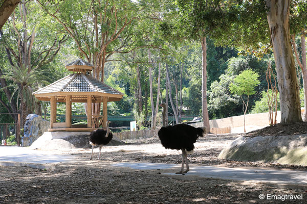 นกกระจอกเทศ