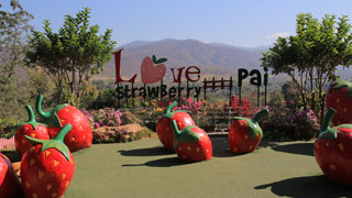 เลิฟ สตรอเบอร์รี่ ปาย